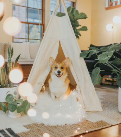 Lưu Ý Khi Nuôi Chó Mèo Tại Chung Cư