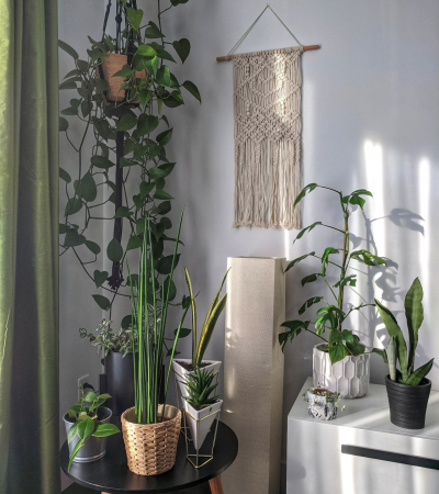 TOP 8 Cây Phong Thủy Trong Nhà Cải Thiện Sinh Khí